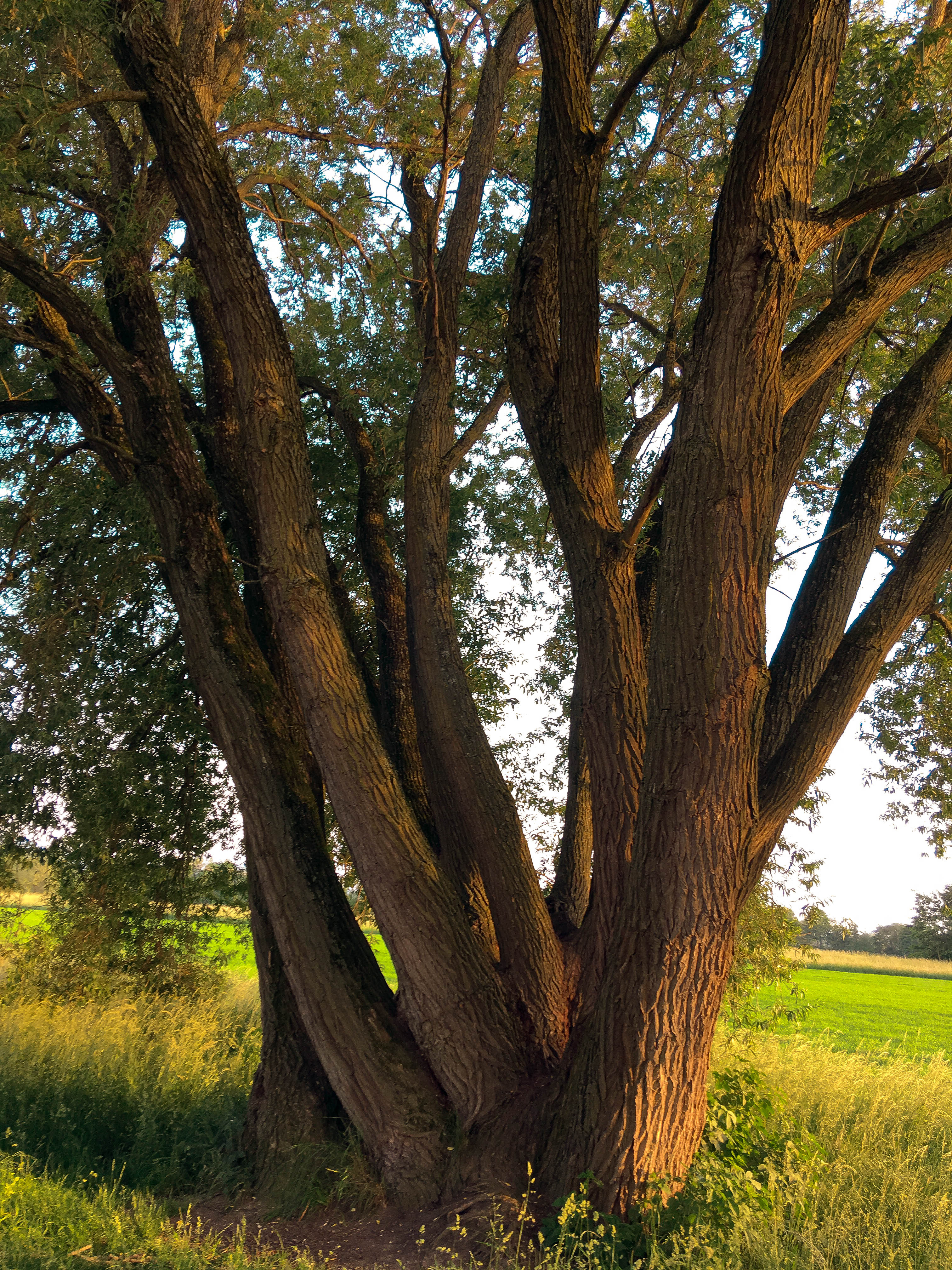 Entspannt wie ein Baum im Frühling